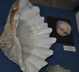 Národní muzeum