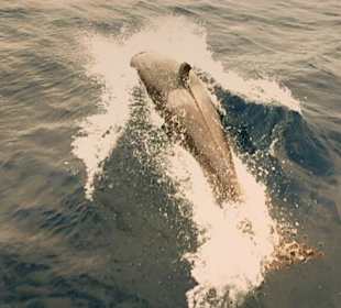 Whale Watching Ponta Delgada