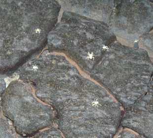  Jameos del Agua Cesar Manrique
