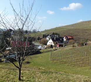 Oberkirch Weinwanderung