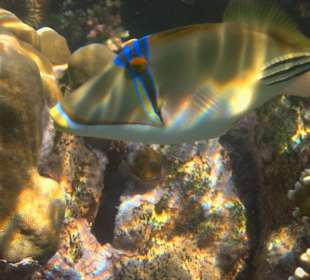 Rotmeer Picassodrücker