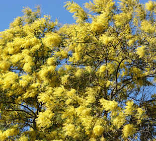 Akazienblüte im Februar 