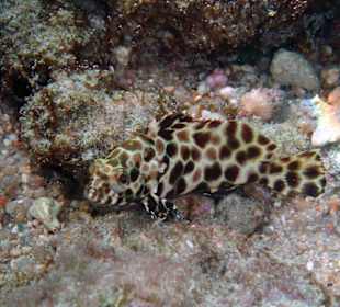 Fische am Hausriff Coral Cove Chalet
