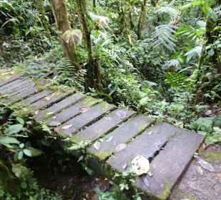 Wanderung durch den Nebelwald/Regenwald