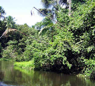Orinoco Delta