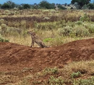 Taita Hills / Gepard