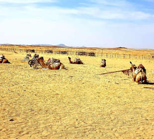 Camels living at the camp