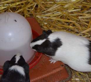 Irrland Bauernhof-Erlebnisoase