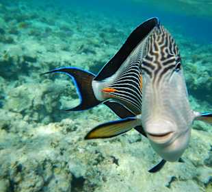 Riff vorm Makadi Palace