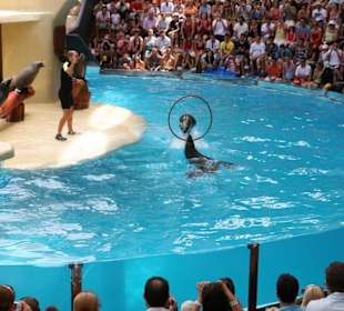 Ausflug nach Loro Parque