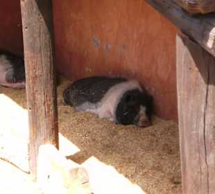 Schweine im Schatten