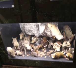 SchweineMuseum