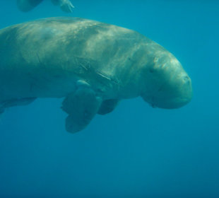 Seekuh / Dugong
