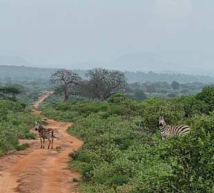 Tsavo 
