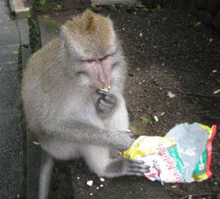 Der Dieb unserer Erdnusstüte!