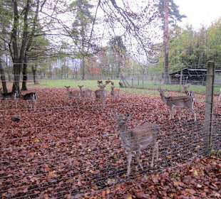 Tier- und Wildgehege