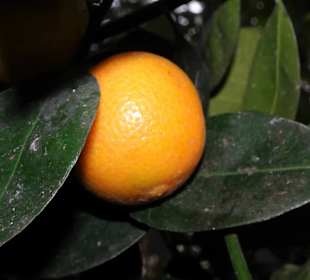 Zitrusfrüchte im Tropenhaus