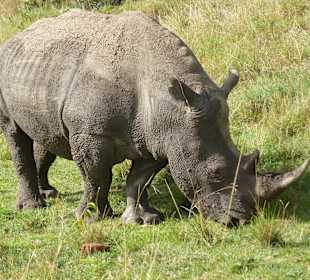 Ganz selten, Nashorn ganz nah