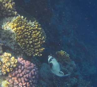 Kugelfisch