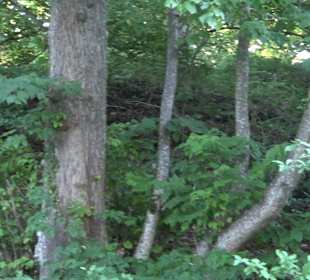 Burgruine Andeck Talheim