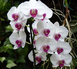 Orchideen