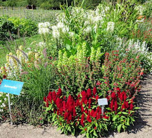 Blütenpracht im Botanischen Garten