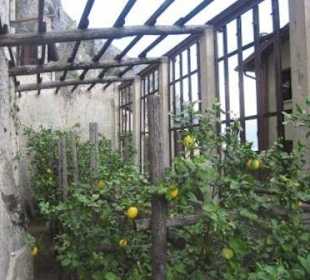 Zitrusfrüchte auf sieben Hochterrassen