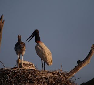 Nationalpark Pantanal