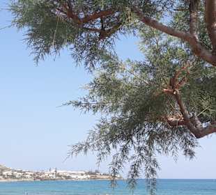 Strand Stalis