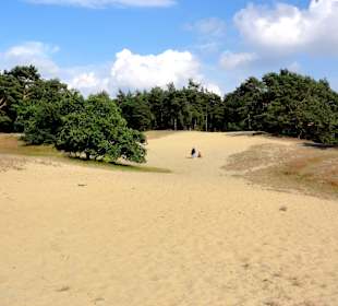 Die Verdener Dünen im Stadtwald