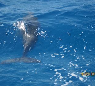 Delfin-Tour mit Susi