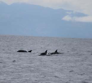 Bootsausflug Wahl-/Delfinbeobachtung
