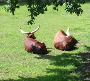 Zoo Wrocław