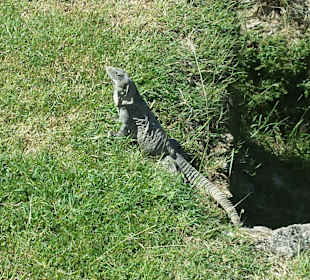 Die fühlen sich dort auch wohl