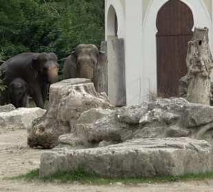 Tierpark Hellabrunn - Reich der Elefanten