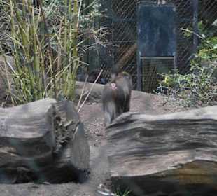 Tierpark Hagenbeck