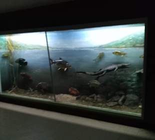 Geschichte Sambias gut erzählt