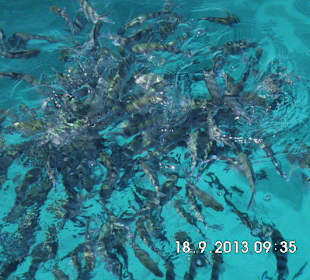 Und noch mehr Fische, traumhaft