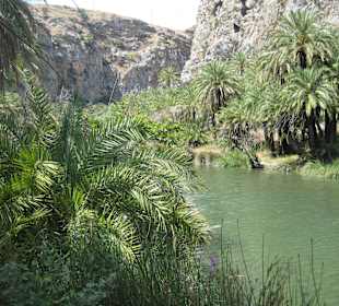 Palmenwald und Fluss