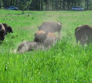 Bisons beim Sandbaden