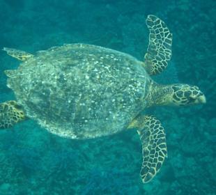 Schildkröte in der Coraya Bucht