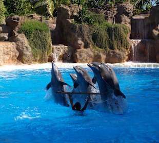 Loro Park - pokaz delfinów