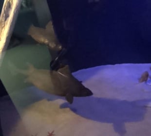 Meeresmuseum Stralsund