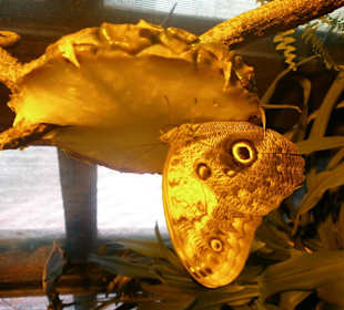 Motylarium
