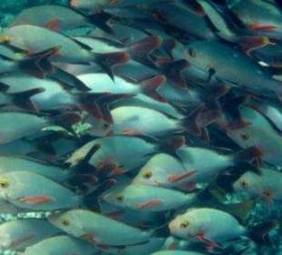 Hausriff Filitheyo Island