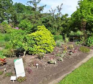 Spaziergang durch den Botanischen Garten Bremen