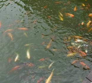 Tierwelt Herberstein