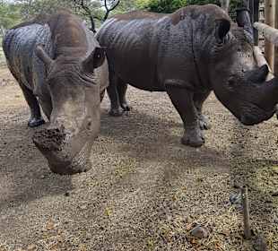 Casela Nature & Leisure Park