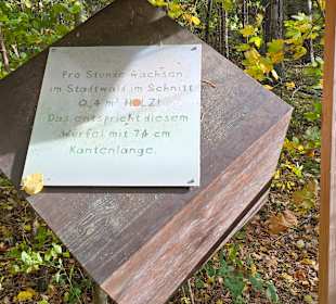 Pro Stunde wächst der Wald um 0,4m ³