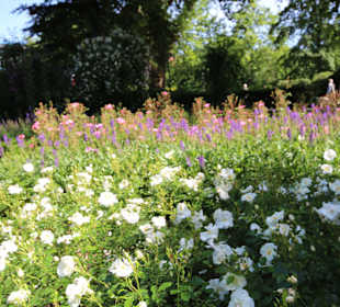 Blühende Beete